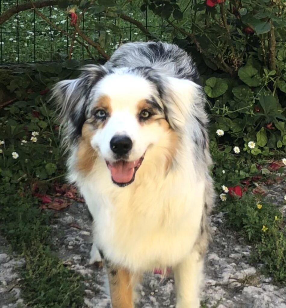 Cuccioli pastore australiano Australian Shepherd