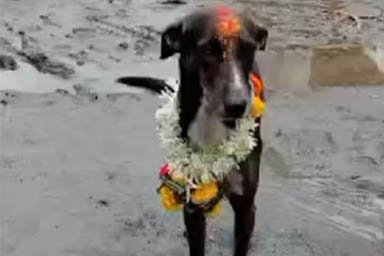 Cane indiano percorre 250 km per tornare a casa, il villaggio lo festeggia