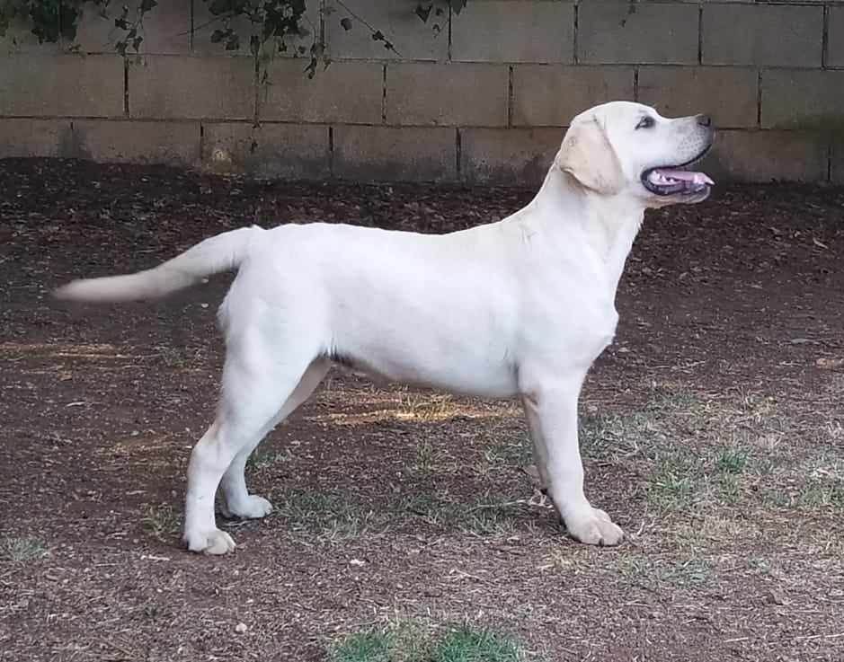 LABRADOR RETRIEVER MASCHIO DA SHOW