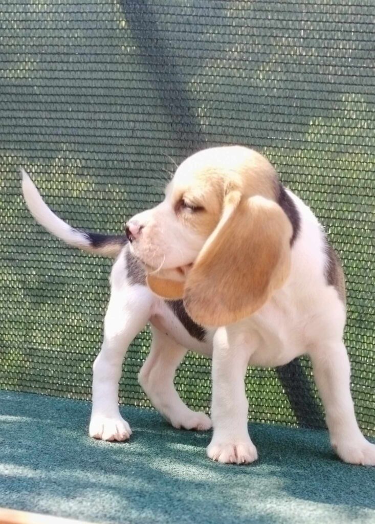 Beagle tricolore