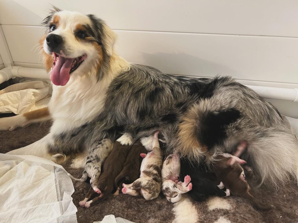 Cuccioli pastore australiano Australian Shepherd