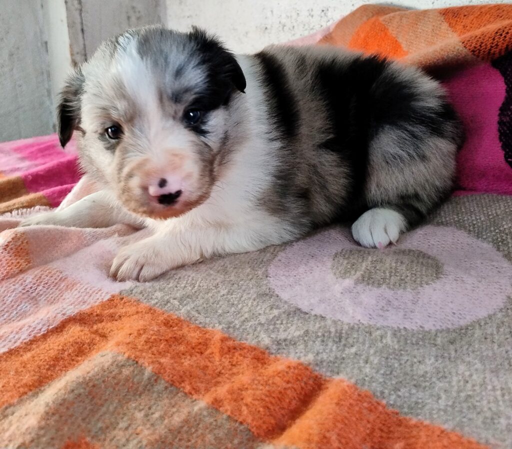 Cuccioli Border Collie