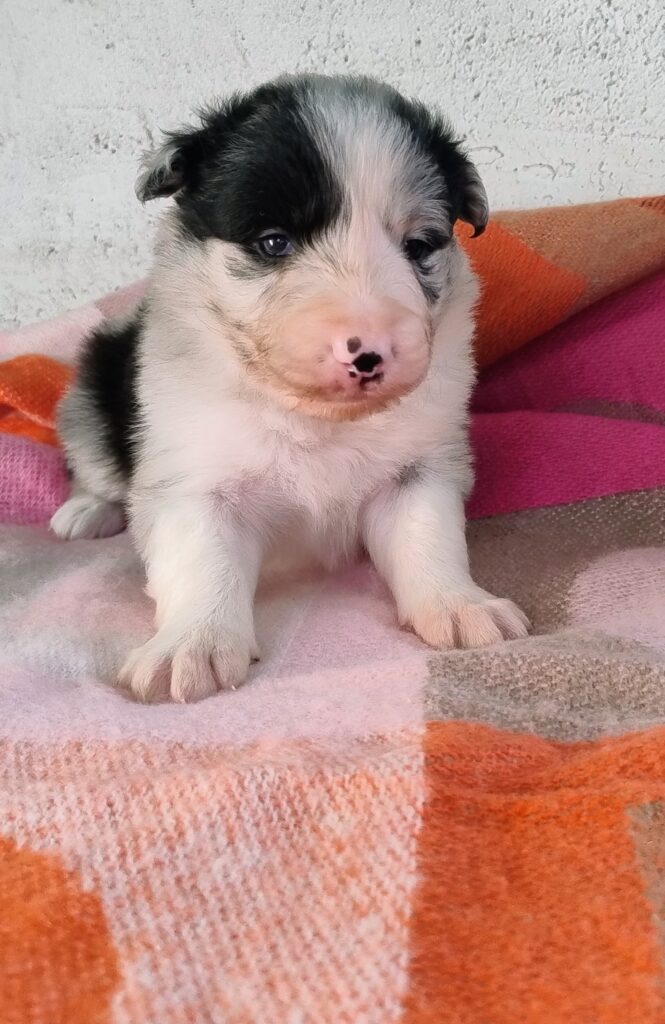 Cuccioli Border Collie