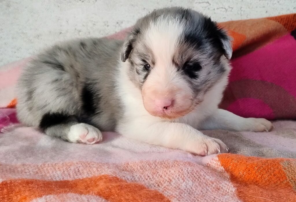 Cuccioli Border Collie