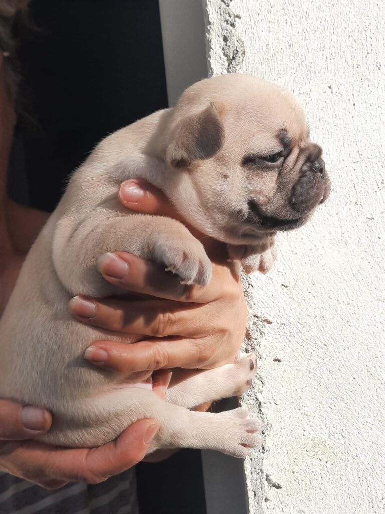 bulldog francese shampania