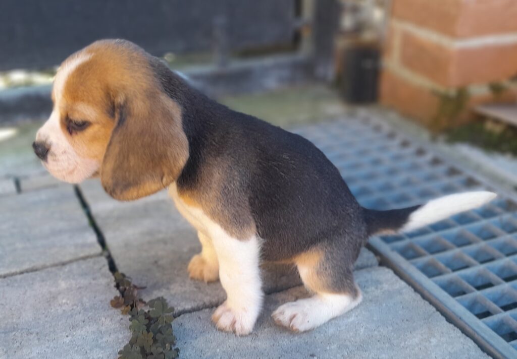 BEAGLE CUCCIOLI