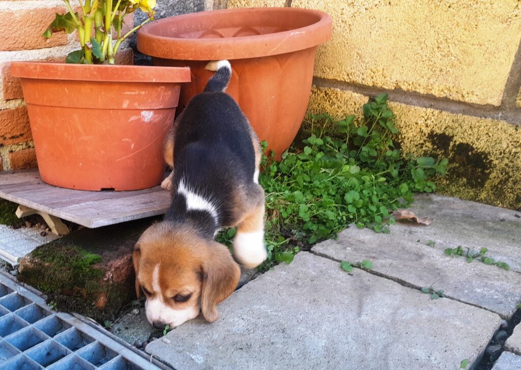 BEAGLE CUCCIOLI