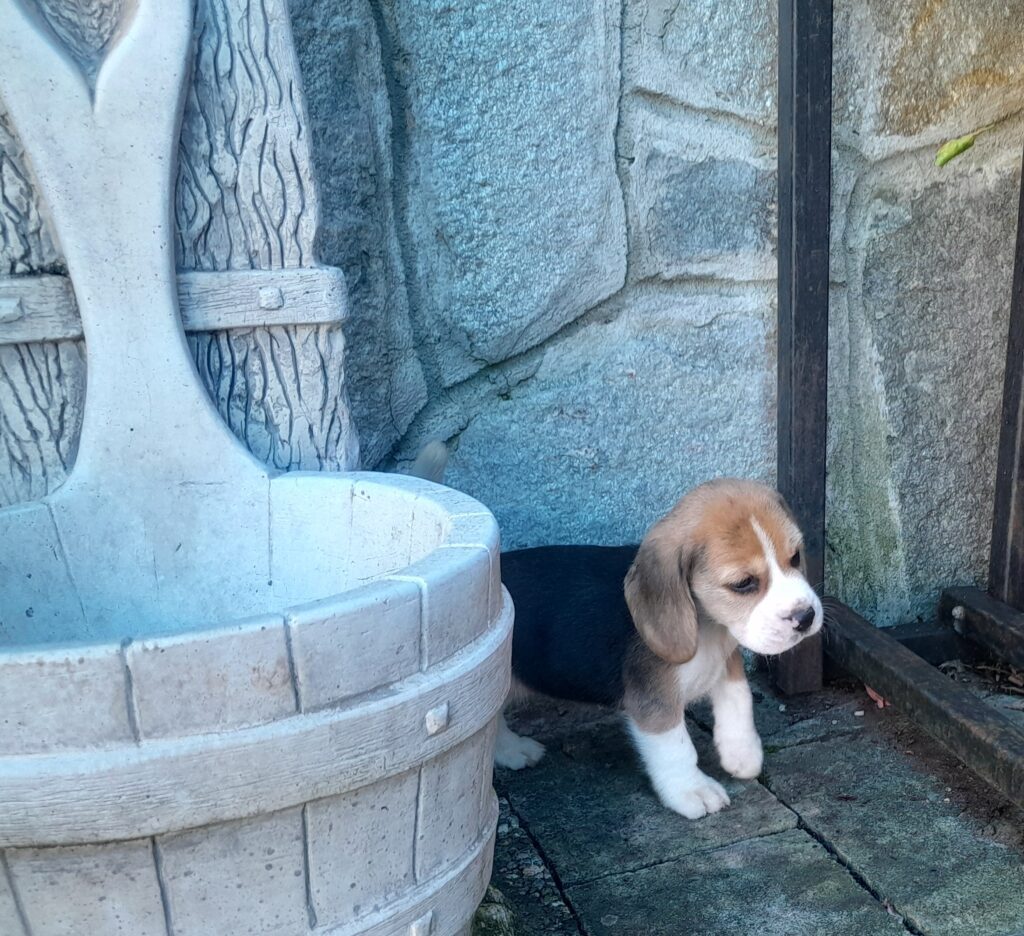 BEAGLE CUCCIOLI