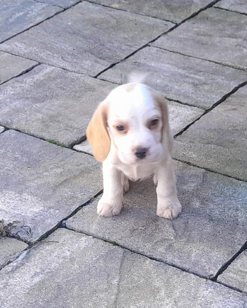 BEAGLE CUCCIOLI