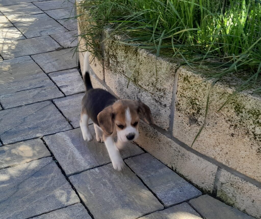 BEAGLE CUCCIOLI