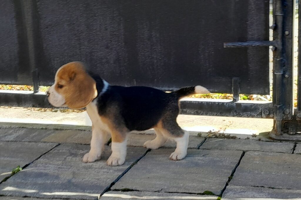 BEAGLE CUCCIOLI