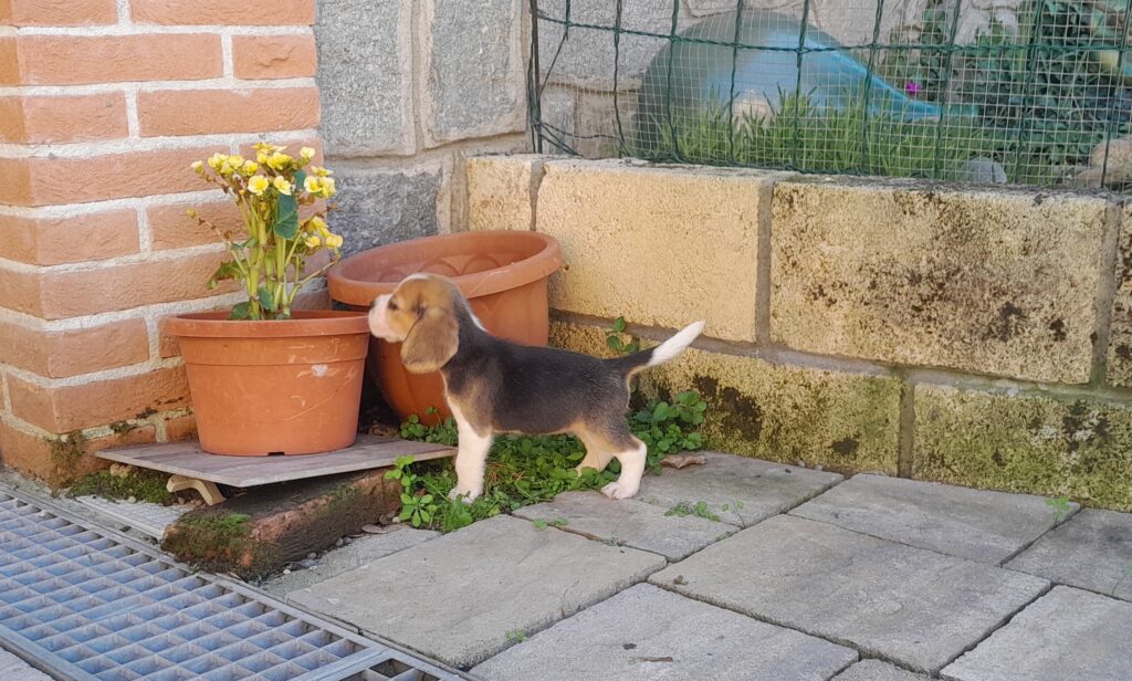 BEAGLE CUCCIOLI