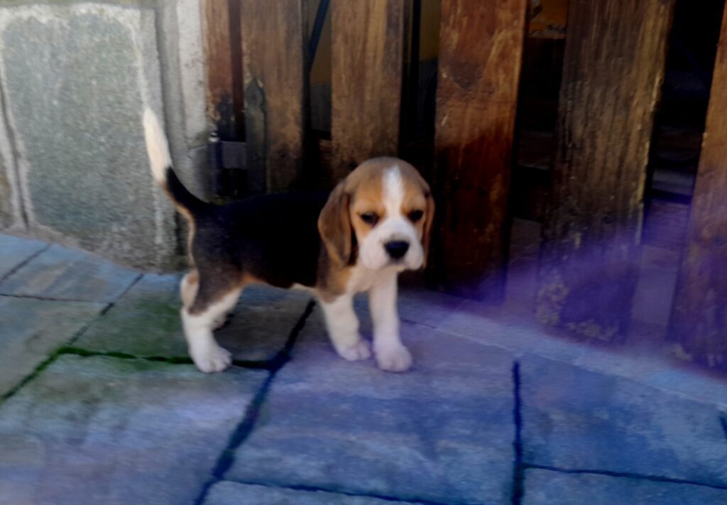 BEAGLE CUCCIOLI