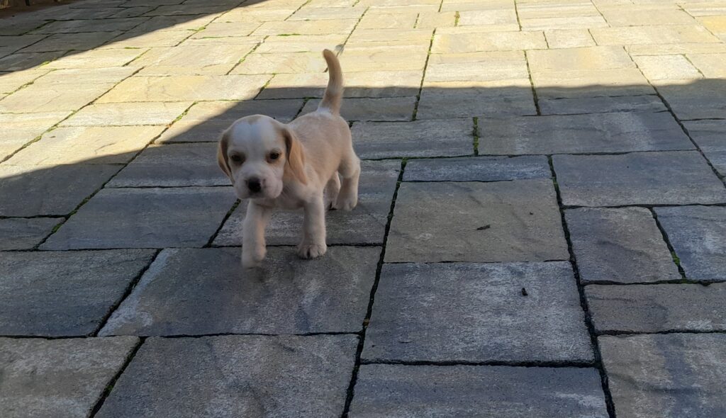 BEAGLE CUCCIOLI