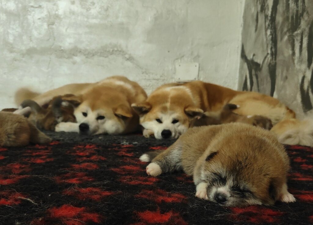 cuccioli akita inu Lombardia