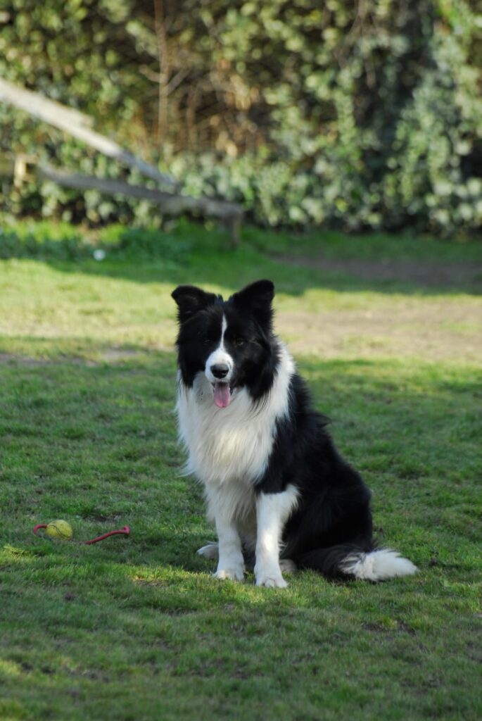 Cuccioli Border Collie