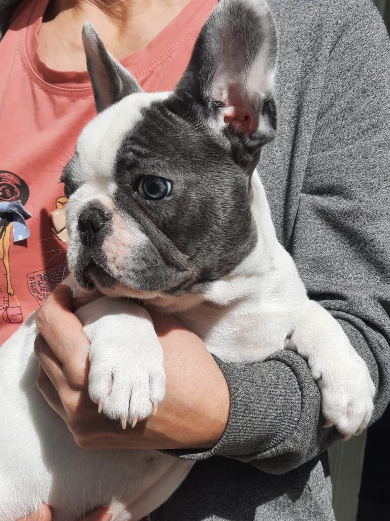 bulldog francese blu