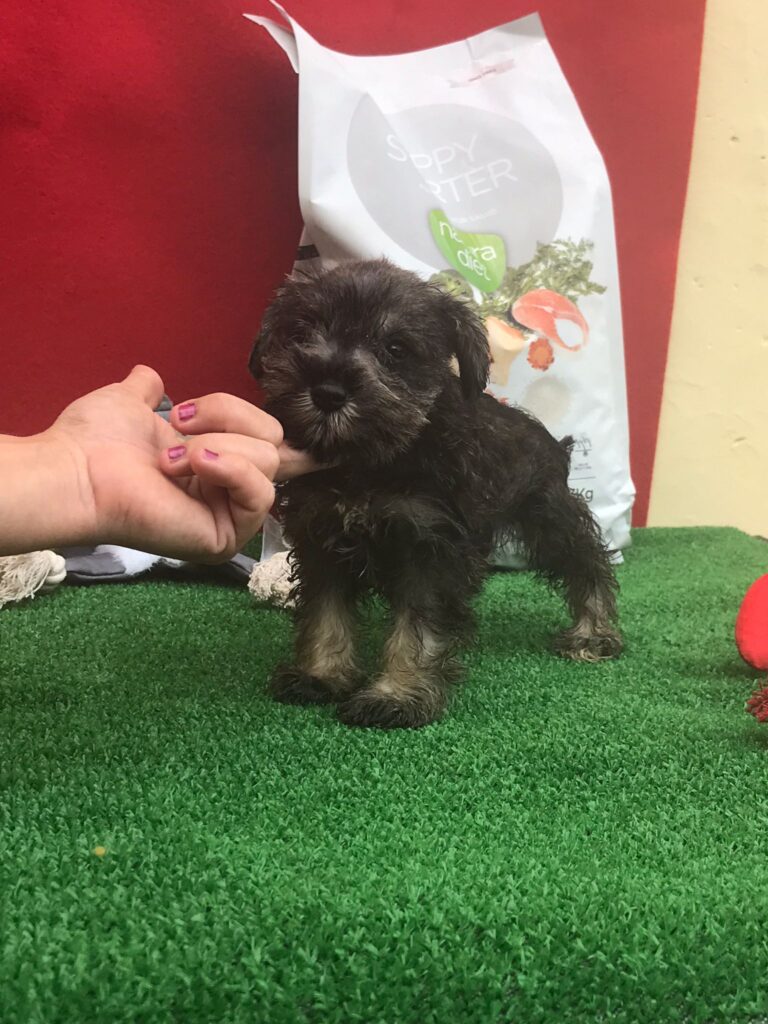 CUCCIOLI DI ZWERSCHNAUZER PEPE SALE ALTA GENEALOGIA DI SANGUE