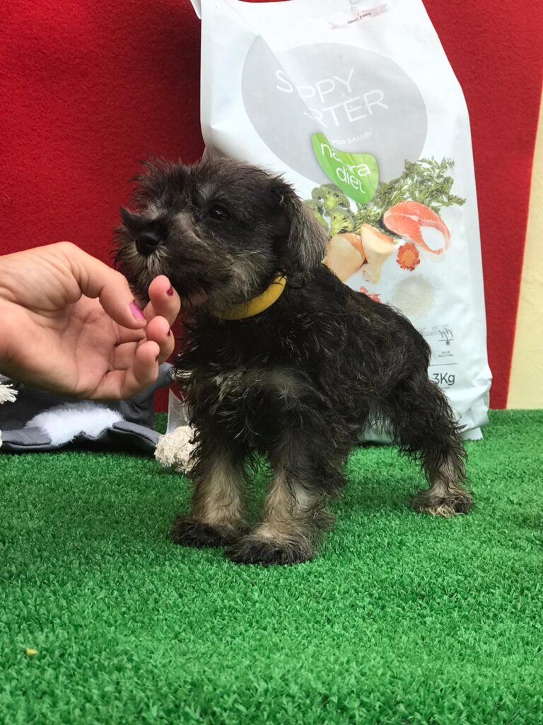 CUCCIOLI DI ZWERSCHNAUZER PEPE SALE ALTA GENEALOGIA DI SANGUE