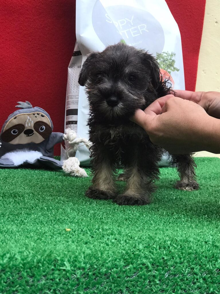 CUCCIOLI DI ZWERSCHNAUZER PEPE SALE ALTA GENEALOGIA DI SANGUE