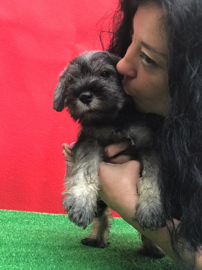 CUCCIOLI DI ZWERSCHNAUZER PEPE SALE ALTA GENEALOGIA DI SANGUE