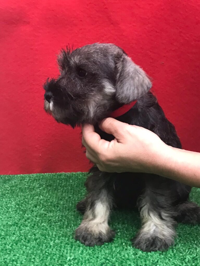 CUCCIOLI DI ZWERSCHNAUZER PEPE SALE ALTA GENEALOGIA DI SANGUE