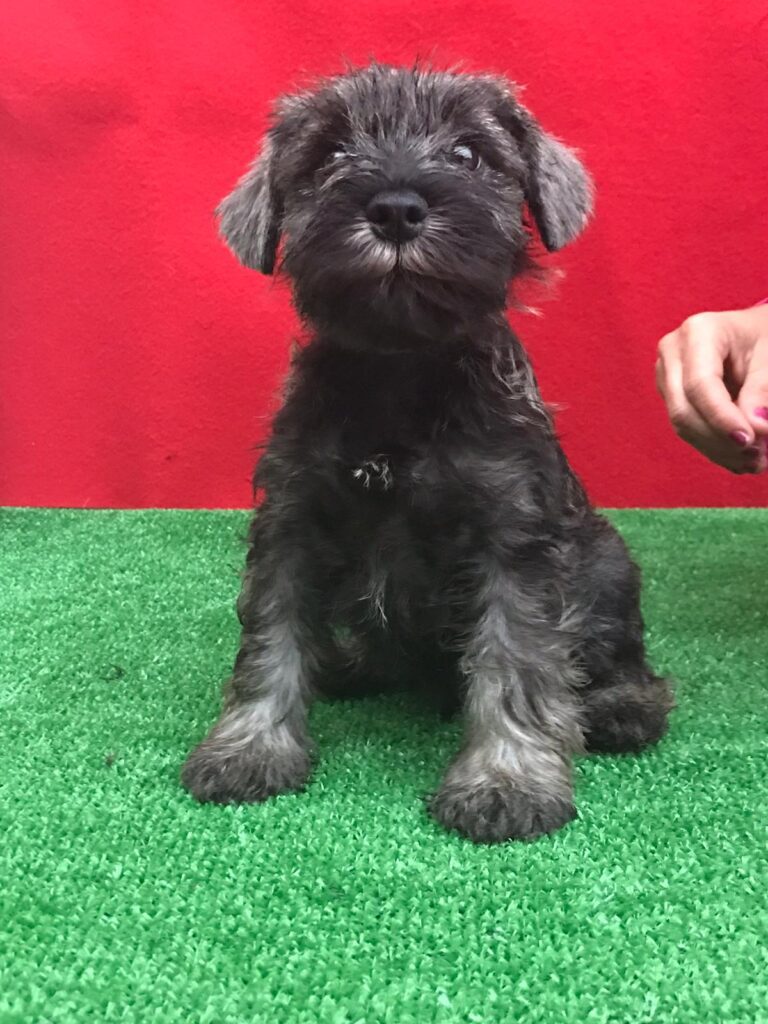 CUCCIOLI DI ZWERSCHNAUZER PEPE SALE ALTA GENEALOGIA DI SANGUE