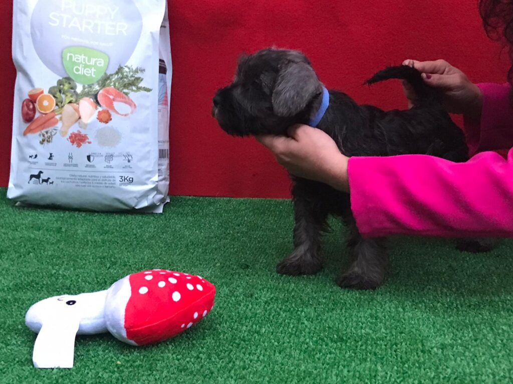 CUCCIOLI DI ZWERSCHNAUZER PEPE SALE ALTA GENEALOGIA DI SANGUE