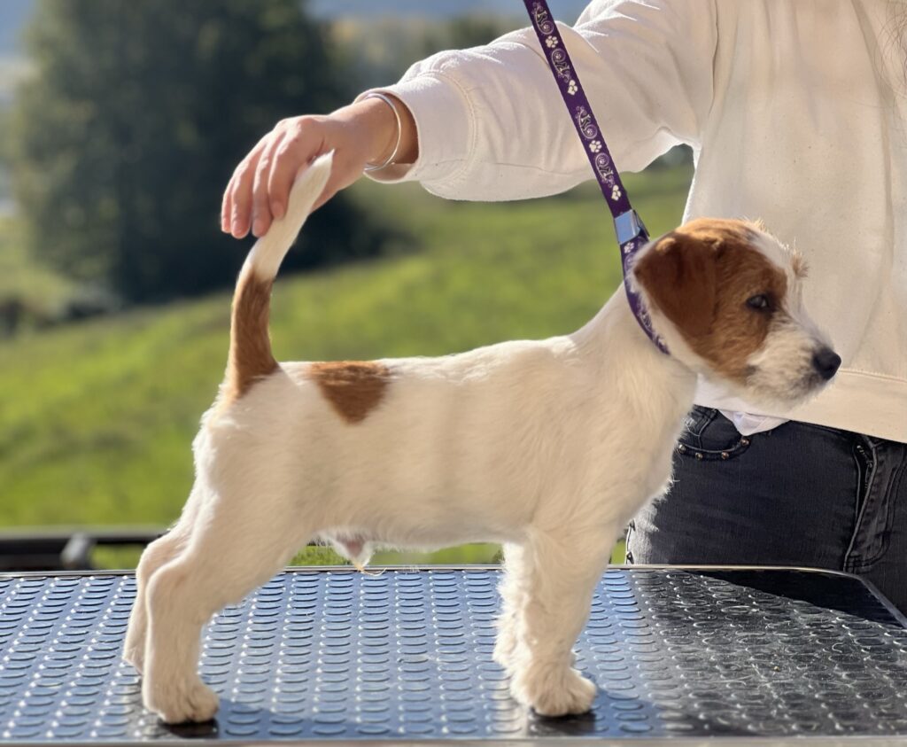 Jack Russell maschio con pedigree