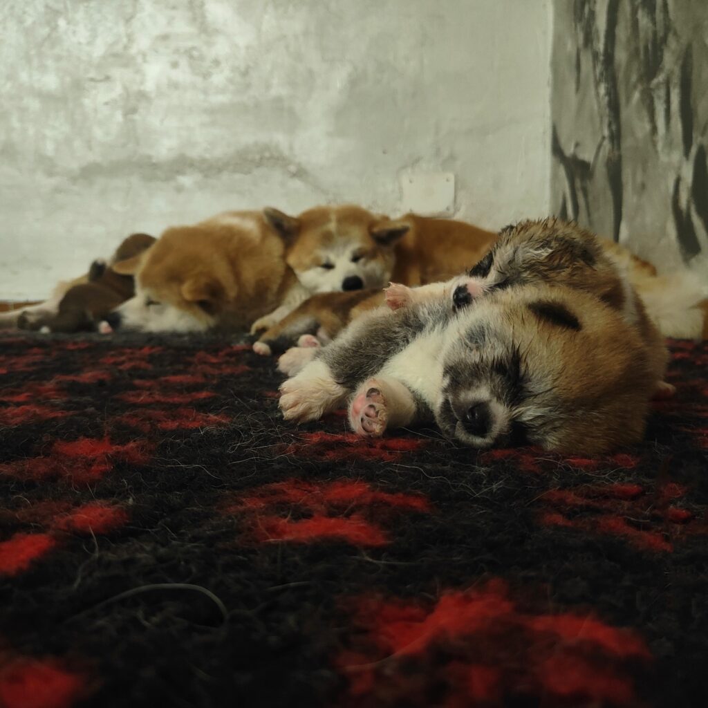 cuccioli akita inu Lombardia