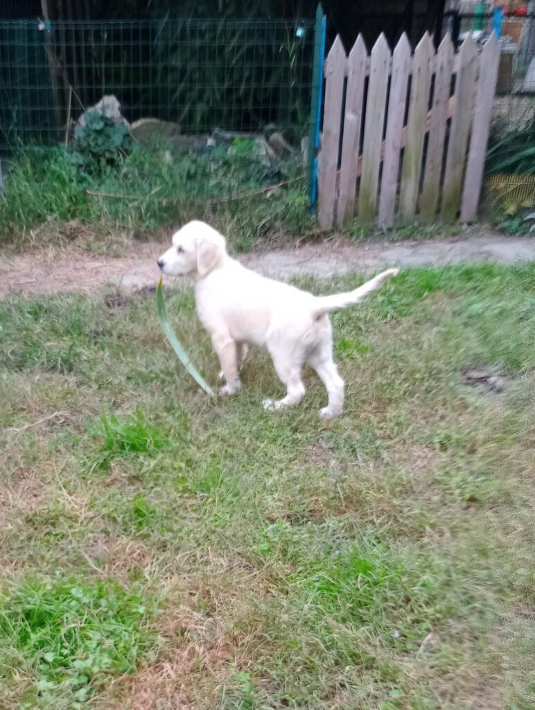 Cucciolo maschio Golden retriever