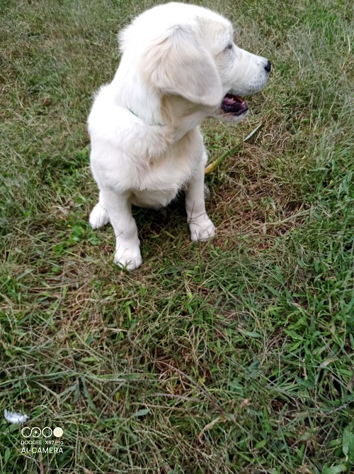 Cucciolo maschio Golden retriever