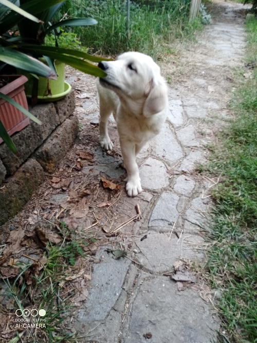 Cucciolo maschio Golden retriever