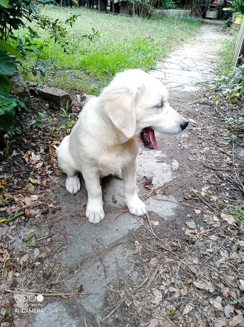 Cucciolo maschio Golden retriever