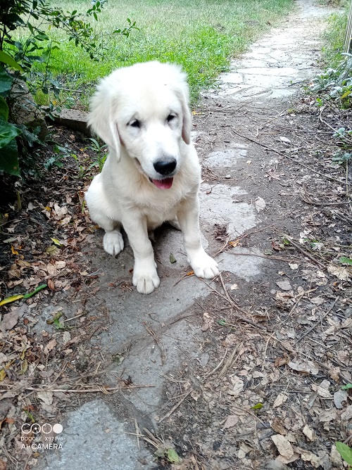 Cucciolo maschio Golden retriever