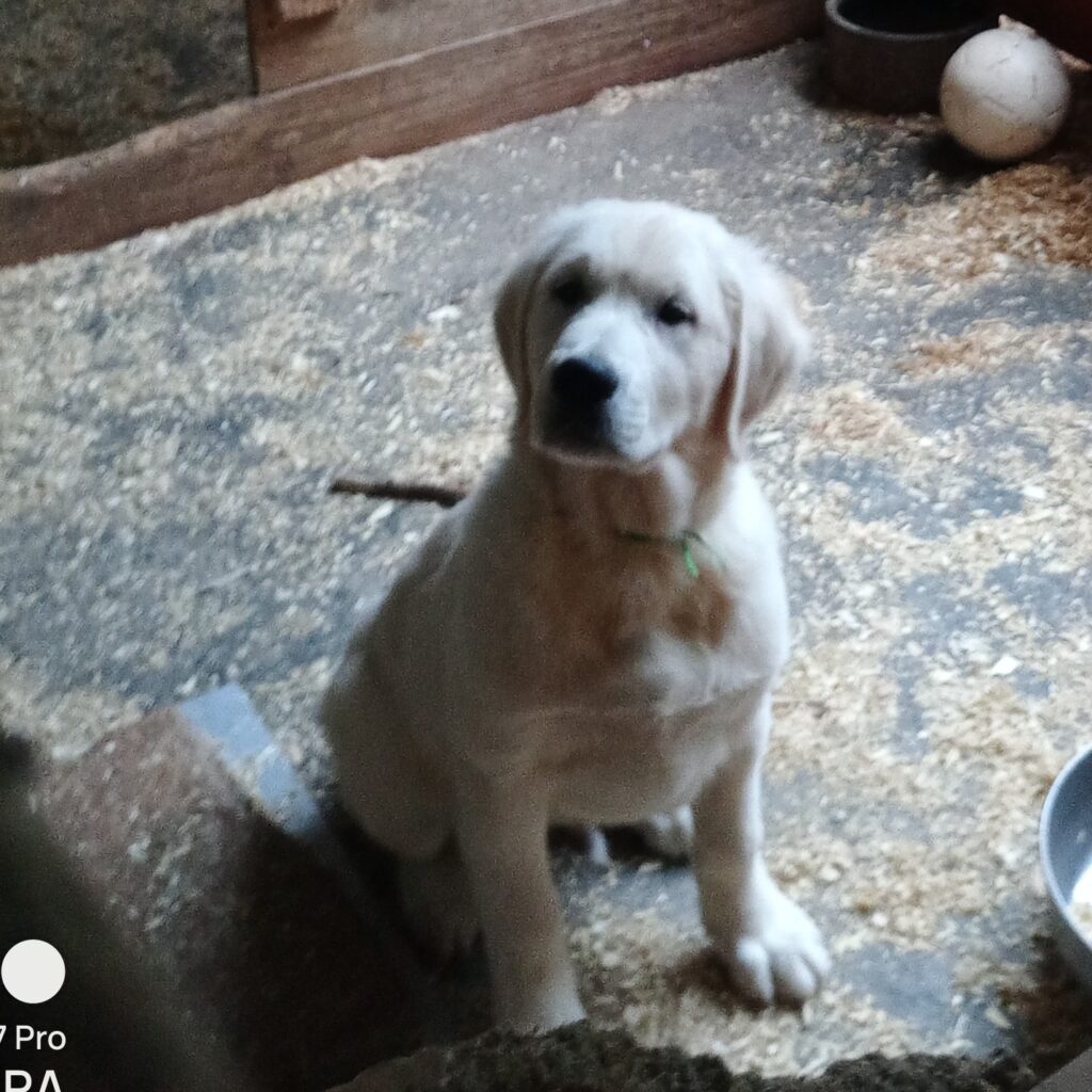 Cucciolo maschio Golden retriever