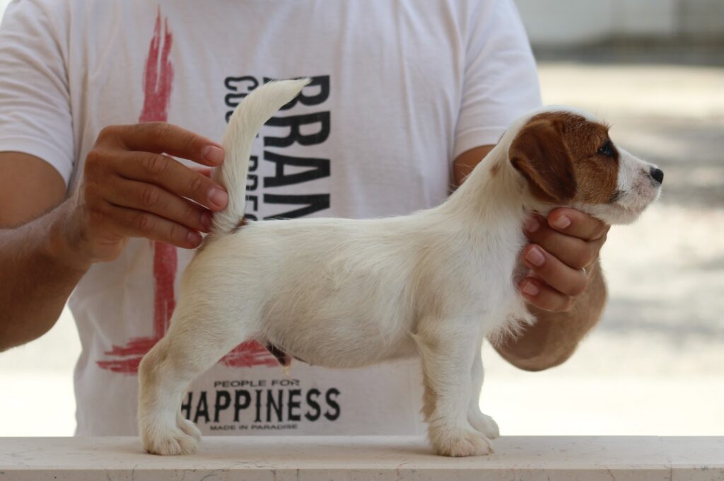 Jack russell terrier