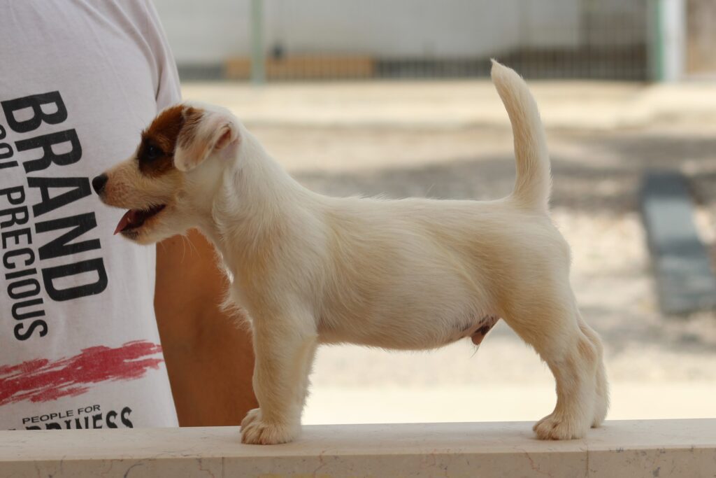 Jack russell terrier