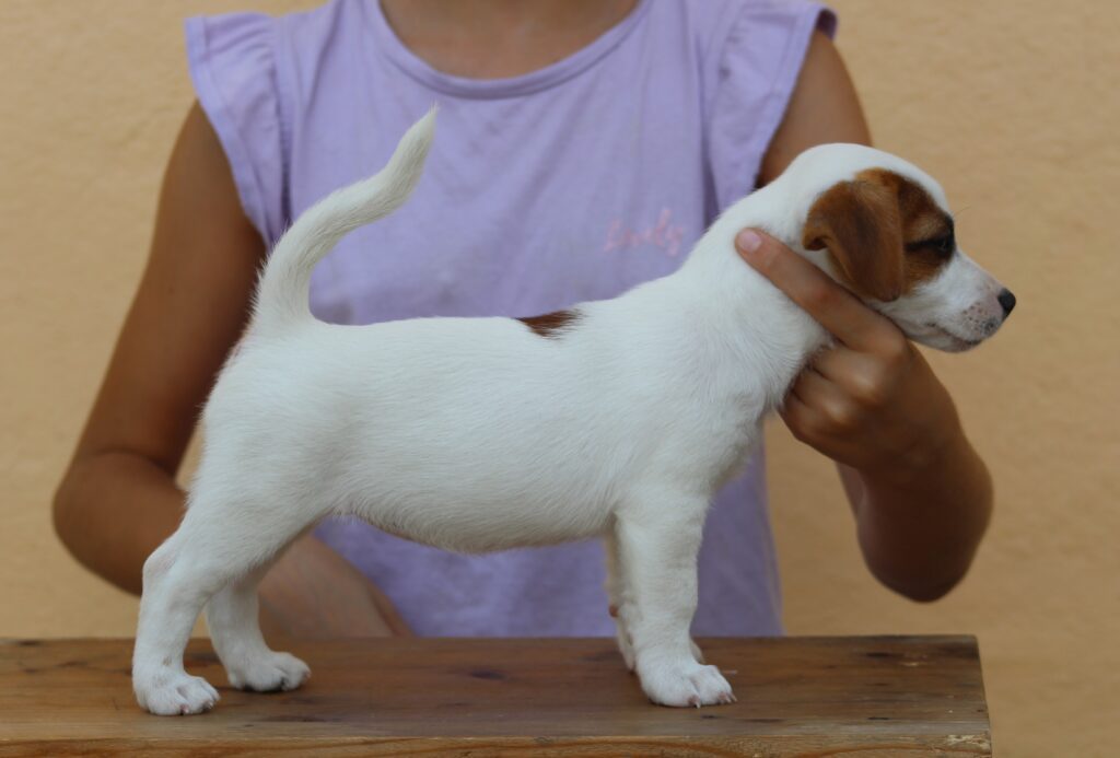 Jack russell terrier