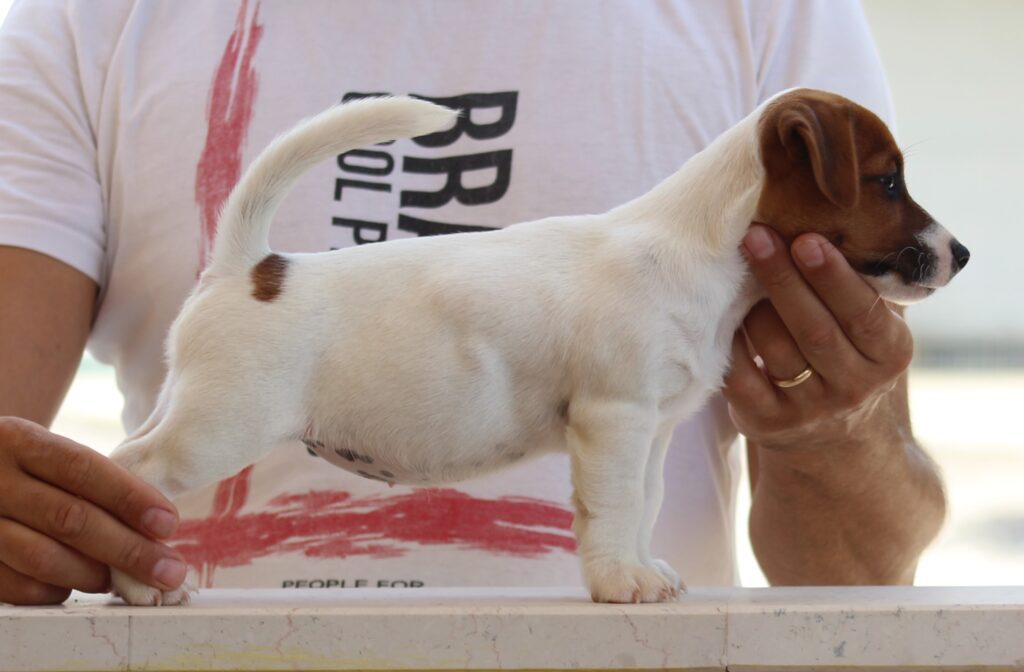 Jack russell terrier