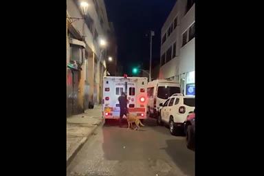 Insegue l'ambulanza dove c'è il proprietario per 2 km: cane riesce a salire a bordo