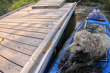 Intrappolato da giorni sotto un tronco, cane viene salvato da un uomo in canoa