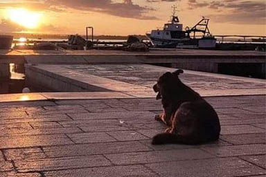 Morto Max, il cane mascotte di Taranto: era amato da tutti