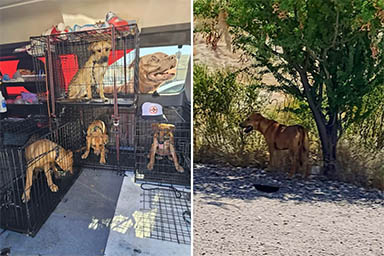 Sopravvivono per giorni nel deserto mangiando sassi: salvati quattro cani