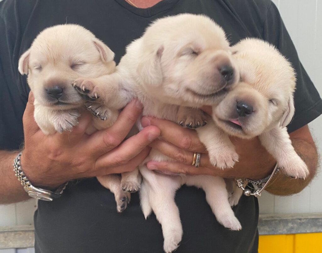 Labrador Cuccioli