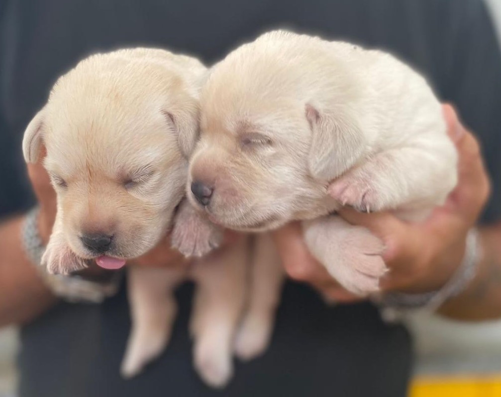 Labrador Cuccioli