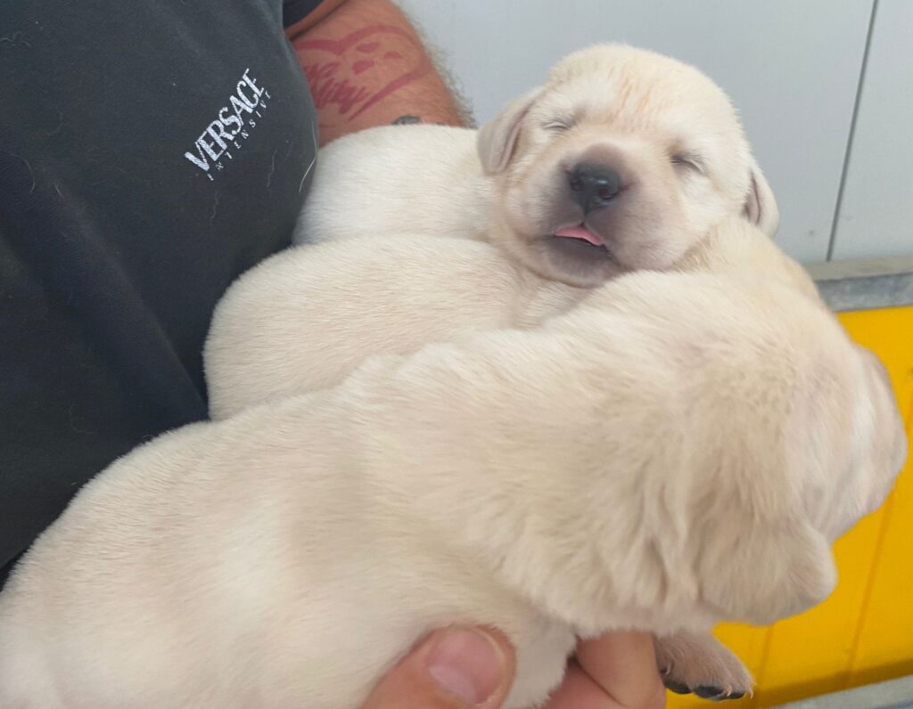 Labrador Cuccioli