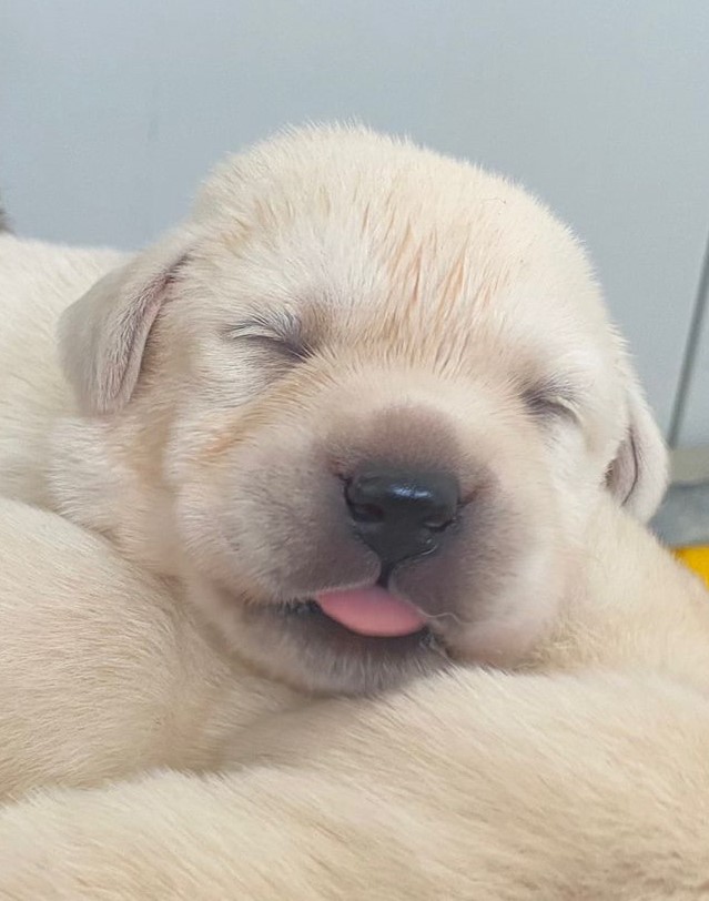 Labrador Cuccioli