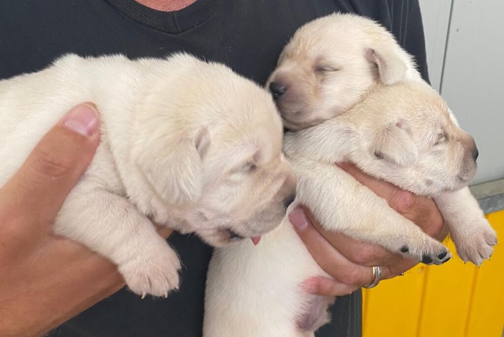 Labrador Cuccioli