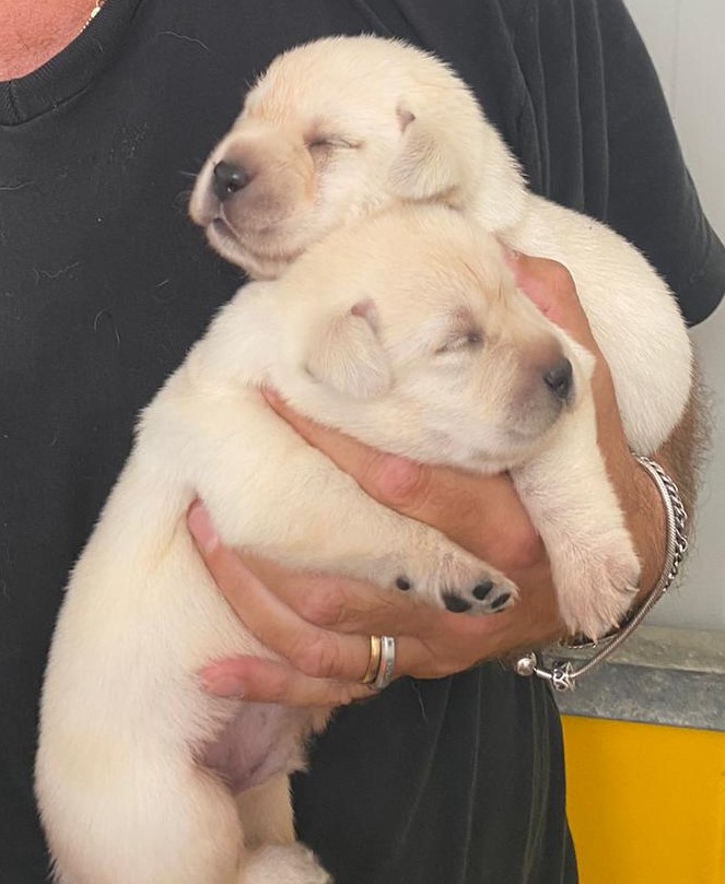 Labrador Cuccioli